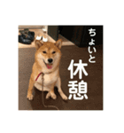 柴犬はなの日常スタンプ（個別スタンプ：9）