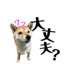 柴犬はなの日常スタンプ（個別スタンプ：10）