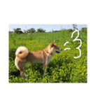 柴犬はなの日常スタンプ（個別スタンプ：11）