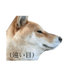 柴犬はなの日常スタンプ（個別スタンプ：12）