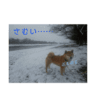 柴犬はなの日常スタンプ（個別スタンプ：13）