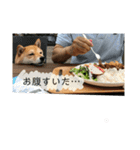 柴犬はなの日常スタンプ（個別スタンプ：15）