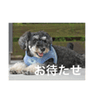 ミニチュアシュナウザージーニー2（個別スタンプ：2）