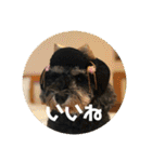 ミニチュアシュナウザージーニー2（個別スタンプ：5）