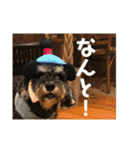 ミニチュアシュナウザージーニー2（個別スタンプ：6）