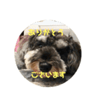 ミニチュアシュナウザージーニー2（個別スタンプ：8）