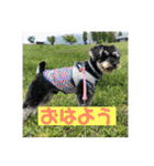 ミニチュアシュナウザージーニー2（個別スタンプ：14）