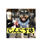 ミニチュアシュナウザージーニー2（個別スタンプ：15）