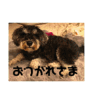 ミニチュアシュナウザージーニー2（個別スタンプ：16）