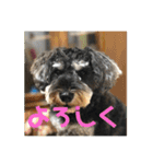 ミニチュアシュナウザージーニー2（個別スタンプ：17）