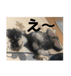 ミニチュアシュナウザージーニー2（個別スタンプ：21）
