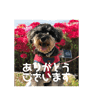 ミニチュアシュナウザージーニー2（個別スタンプ：29）