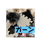 ミニチュアシュナウザージーニー2（個別スタンプ：35）