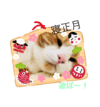 スコティッシュのこむぎ実写スタンプ（個別スタンプ：5）