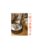 スコティッシュのこむぎ実写スタンプ（個別スタンプ：12）