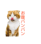 スコティッシュのこむぎ実写スタンプ（個別スタンプ：16）