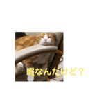 スコティッシュのこむぎ実写スタンプ（個別スタンプ：17）