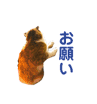 スコティッシュのこむぎ実写スタンプ（個別スタンプ：21）