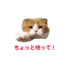 スコティッシュのこむぎ実写スタンプ（個別スタンプ：23）