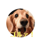 サンディーのスタンプ（個別スタンプ：1）