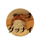 サンディーのスタンプ（個別スタンプ：4）