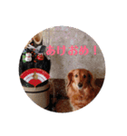 サンディーのスタンプ（個別スタンプ：7）