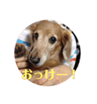 サンディーのスタンプ（個別スタンプ：11）