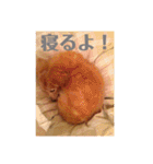 サンディーのスタンプ（個別スタンプ：14）