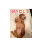 サンディーのスタンプ（個別スタンプ：16）