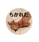 サンディーのスタンプ（個別スタンプ：26）