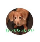 サンディーのスタンプ（個別スタンプ：34）