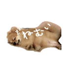 自由気まま,にこちゃん。（個別スタンプ：6）