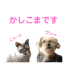 ★目上な人にも使いやすい敬語な猫たち★（個別スタンプ：6）