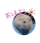 キンクマハムスターのけんたろう（個別スタンプ：1）