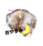 キンクマハムスターのけんたろう（個別スタンプ：2）