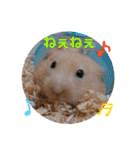 キンクマハムスターのけんたろう（個別スタンプ：4）