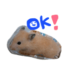 キンクマハムスターのけんたろう（個別スタンプ：5）
