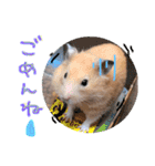 キンクマハムスターのけんたろう（個別スタンプ：7）