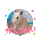 キンクマハムスターのけんたろう（個別スタンプ：8）