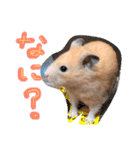 キンクマハムスターのけんたろう（個別スタンプ：10）