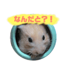 キンクマハムスターのけんたろう（個別スタンプ：11）