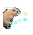 キンクマハムスターのけんたろう（個別スタンプ：13）