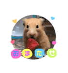 キンクマハムスターのけんたろう（個別スタンプ：14）