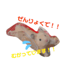 キンクマハムスターのけんたろう（個別スタンプ：16）