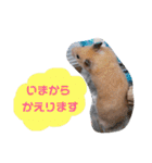 キンクマハムスターのけんたろう（個別スタンプ：18）