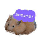 キンクマハムスターのけんたろう（個別スタンプ：19）
