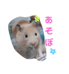 キンクマハムスターのけんたろう（個別スタンプ：21）