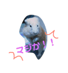 キンクマハムスターのけんたろう（個別スタンプ：22）