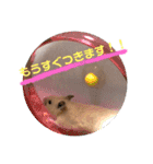 キンクマハムスターのけんたろう（個別スタンプ：23）