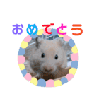キンクマハムスターのけんたろう（個別スタンプ：24）